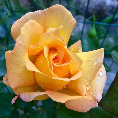 Сasa de vacaciones Elisa